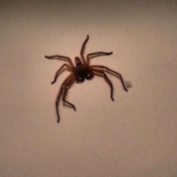 Had company in the jacks tonight... Huge motherfucker..