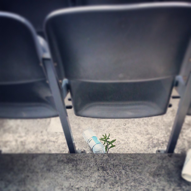 Croke Park plant life..