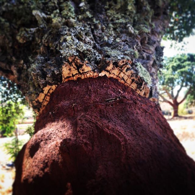 Today's life lesson: Cork does in fact grow on trees.