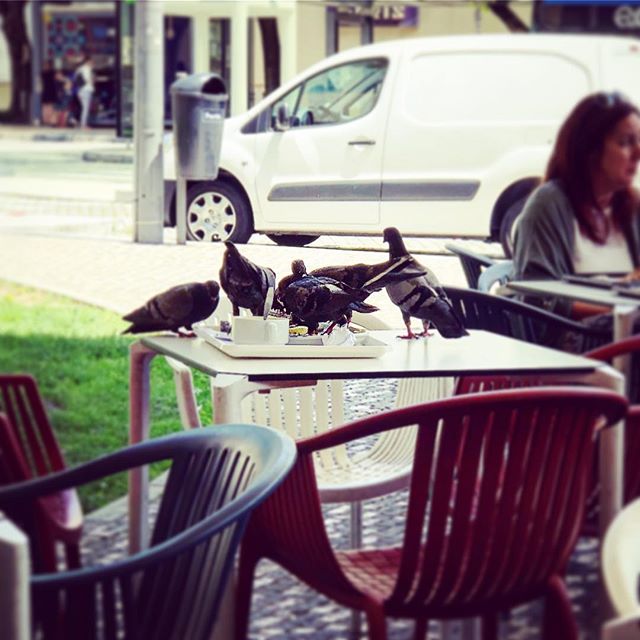 Even the birds get a table here