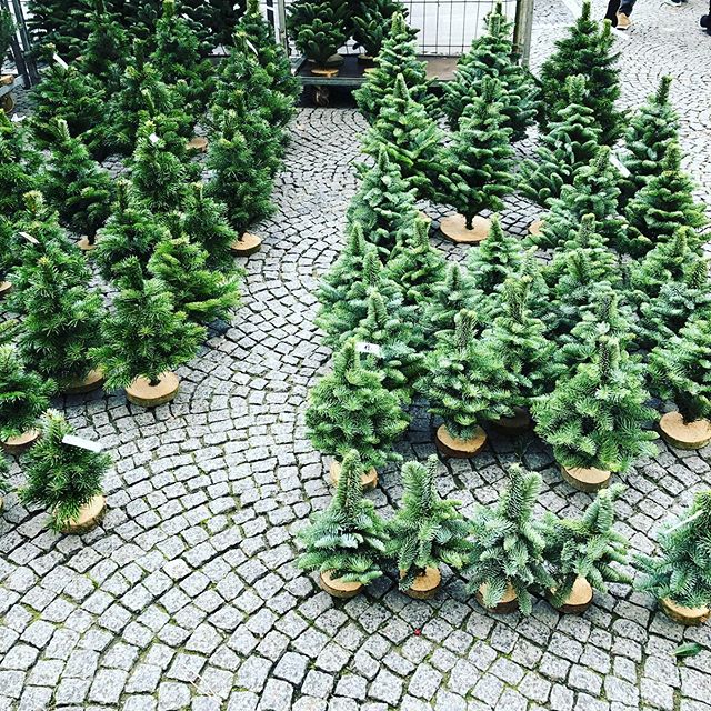 Christmas tree shopping