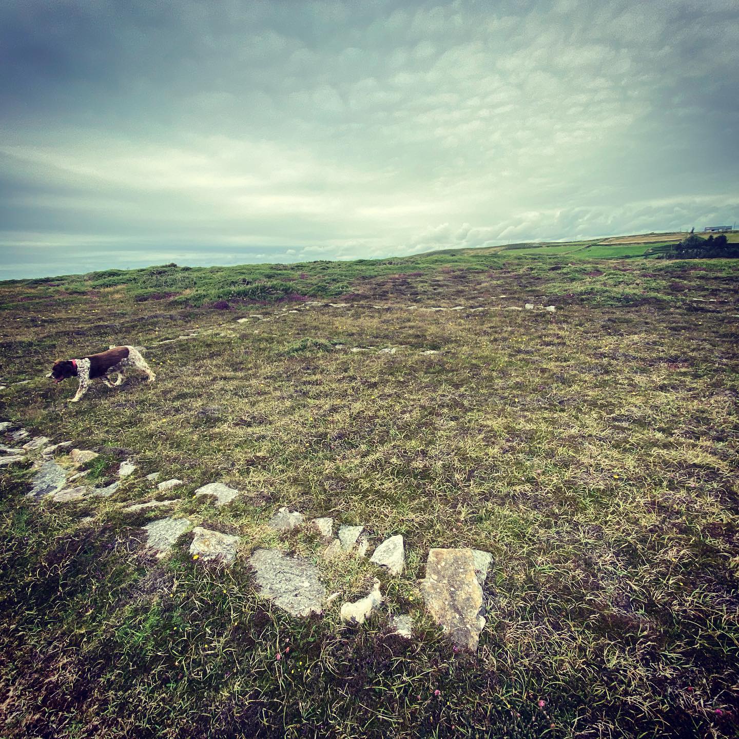 Another day and another (much longer) walk around Toe Head. Got to see the Eire sign to boot