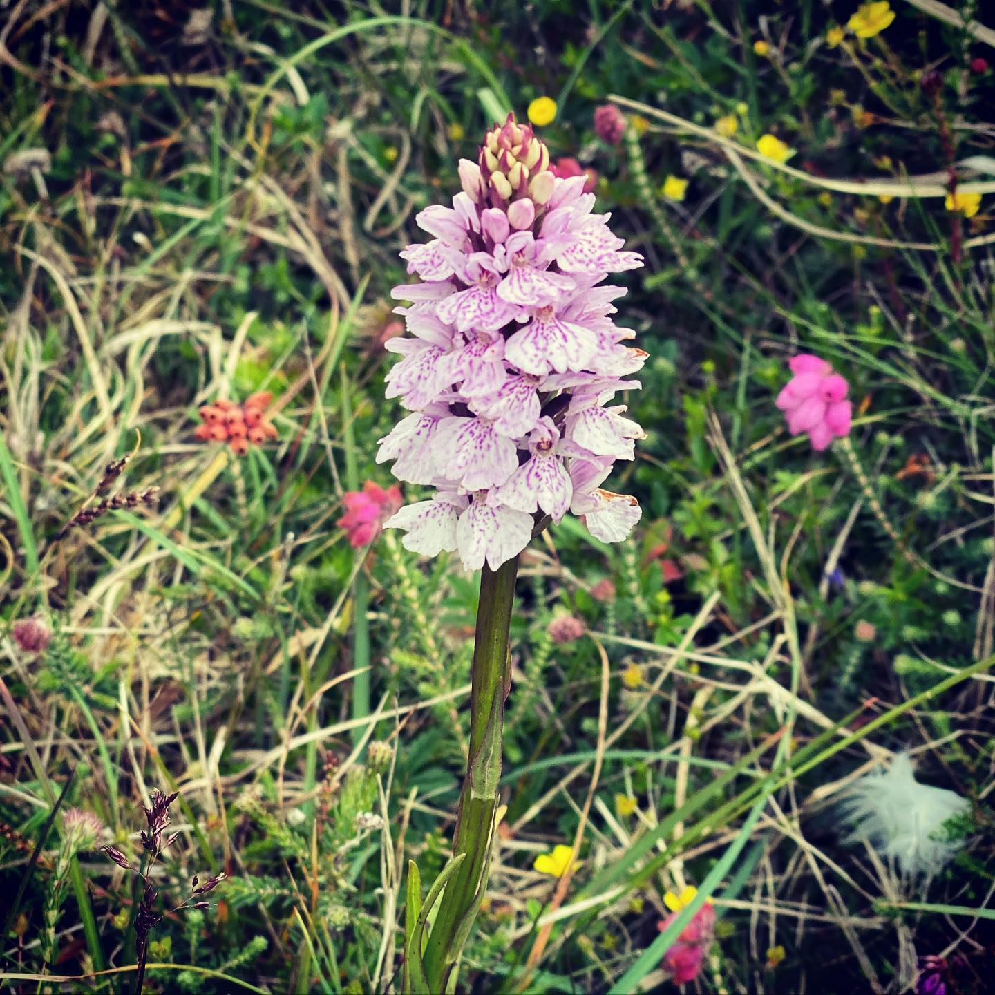 Interesting looking wild flower