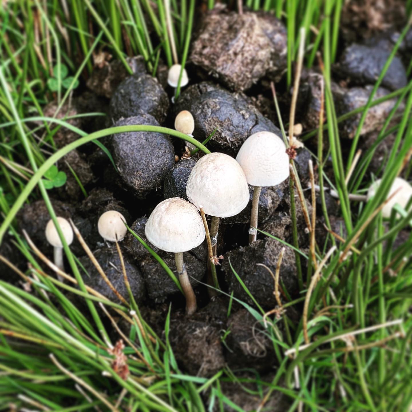 Tonight’s forraged dinner.. poopshrooms!